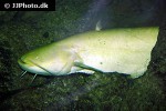 silurus glanis albino silurus glanis albino