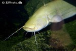 silurus glanis albino silurus glanis albino