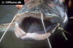 wallago attu wallago attu