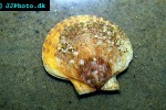 aequipecten opercularis queen scallop aequipecten opercularis queen scallop