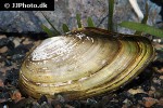 anodonta cygnea swan mussel anodonta cygnea swan mussel