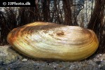anodonta spp river mussel anodonta spp river mussel