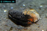 arctica islandica ocean quahog arctica islandica ocean quahog