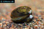 corbicula spp basket clam corbicula spp basket clam