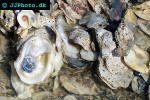 crassostrea virginica american oyster crassostrea virginica american oyster
