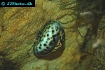 cypraea tigris tiger cowrie cypraea tigris tiger cowrie
