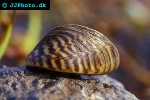 dreissena polymorpha zebra mussel dreissena polymorpha zebra mussel