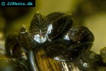 dreissena polymorpha zebra mussel dreissena polymorpha zebra mussel