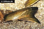 hyriopsis bialatus freshwater pearl mussel hyriopsis bialatus freshwater pearl mussel