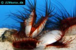 lima scabra flame scallop lima scabra flame scallop