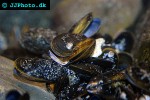 mytilus edulis common mussel mytilus edulis common mussel