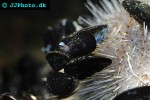 mytilus edulis common mussel mytilus edulis common mussel