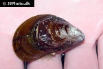 mytilus edulis common mussel mytilus edulis common mussel
