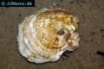 ostrea edulis native oyster ostrea edulis native oyster