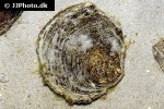 ostrea edulis native oyster ostrea edulis native oyster