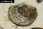 ostrea edulis native oyster ostrea edulis native oyster