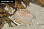 ostrea edulis native oyster ostrea edulis native oyster