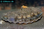 pecten maximus great scallop pecten maximus great scallop
