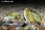 sciabes crispata ornament mussel sciabes crispata ornament mussel