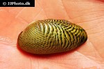 sciabes crispata ornament mussel sciabes crispata ornament mussel