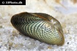 sciabes crispata ornament mussel sciabes crispata ornament mussel