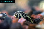 septaria porcellana porcelain limpet shell septaria porcellana porcelain limpet shell
