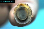 septaria porcellana porcelain limpet shell septaria porcellana porcelain limpet shell