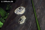septaria porcellana porcelain limpet shell septaria porcellana porcelain limpet shell