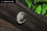 septaria porcellana porcelain limpet shell septaria porcellana porcelain limpet shell