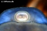 septaria porcellana porcelain limpet shell septaria porcellana porcelain limpet shell