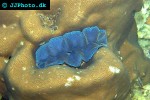 tridacna crocea crocea clam tridacna crocea crocea clam