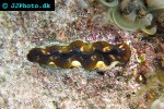 tridacna crocea crocea clam tridacna crocea crocea clam