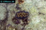 tridacna crocea crocea clam tridacna crocea crocea clam