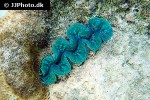 tridacna crocea crocea clam tridacna crocea crocea clam