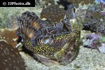 tridacna deresa southern giant clam tridacna deresa southern giant clam