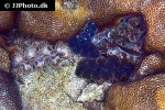 tridacna deresa southern giant clam tridacna deresa southern giant clam