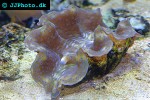 tridacna maxima maxima clam tridacna maxima maxima clam