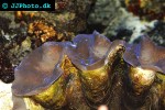 tridacna maxima maxima clam tridacna maxima maxima clam