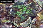 tridacna maxima maxima clam tridacna maxima maxima clam