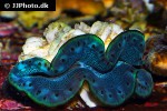 tridacna maxima maxima clam tridacna maxima maxima clam