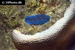 tridacna maxima maxima clam tridacna maxima maxima clam