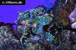 tridacna squamosa fluted giant clam tridacna squamosa fluted giant clam