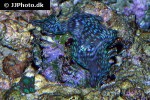 tridacna squamosa fluted giant clam tridacna squamosa fluted giant clam