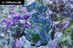 tridacna squamosa fluted giant clam tridacna squamosa fluted giant clam