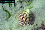 trochus maculatus turban shell trochus maculatus turban shell
