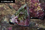 trochus spp turban shell trochus spp turban shell