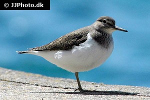 Shorebirds