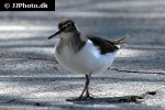 actitis hypoleucos common sandpiper actitis hypoleucos common sandpiper