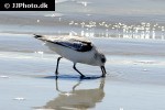 actitis macularius spotted sandpiper actitis macularius spotted sandpiper