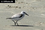 actitis macularius spotted sandpiper actitis macularius spotted sandpiper